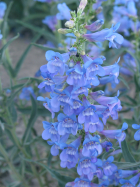 showy penstemon, royal penstemon, sagebrush penstemon (Penstemon speciosus)